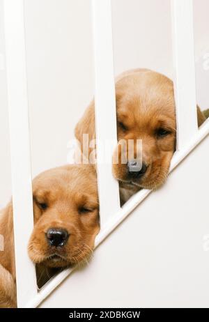 LABRADOR RETRIEVER - zwei Welpen mit festsitzenden Köpfen Stockfoto