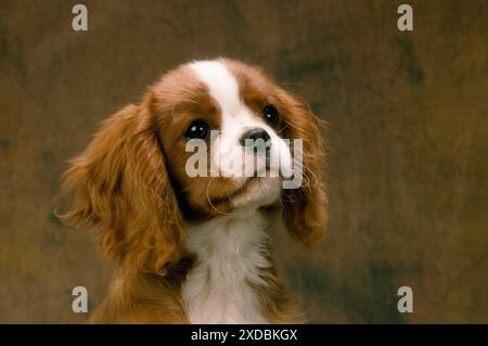 Cavalier King Charles Spaniel Hund Stockfoto