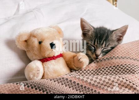 KATZE - Kätzchen im Bett mit Teddybär Stockfoto
