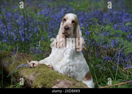 Cocker Spaniel in Bluebells, Stockfoto