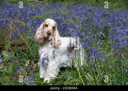 Cocker Spaniel in Bluebells, Stockfoto