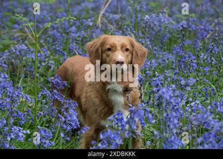 Nova Scotia Duck Tolling Retriever in Bluebells, Stockfoto