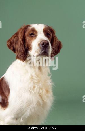 Irish Red & White Setter Dog Stockfoto