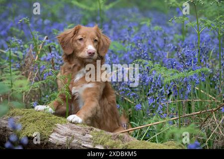 Nova Scotia Duck Tolling Retriever in Bluebells, Stockfoto