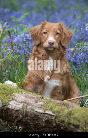 Nova Scotia Duck Tolling Retriever in Bluebells, Stockfoto