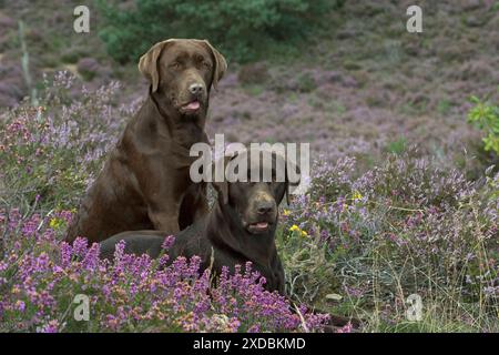 HUND. 2x Schokoladen-labrador-Retriever, die in Heidekraut sitzen Stockfoto