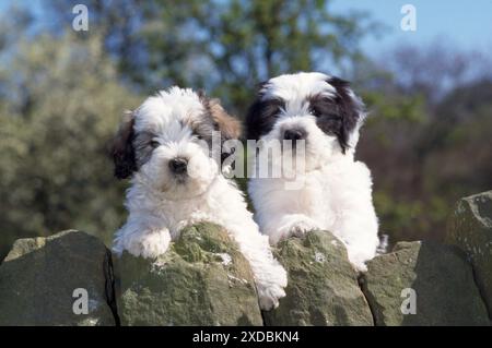 Polnischer Tiefland-Schäferhund - Welpen Stockfoto