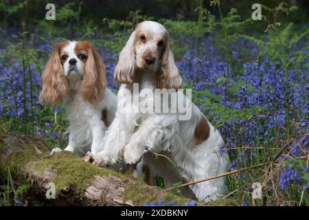 Cavalier King Charles Spaniel und Cocker Spaniel in Blau, Stockfoto