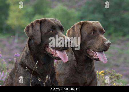 HUND. 2x Schokoladen-labrador-Retriever, die in Heidekraut sitzen Stockfoto