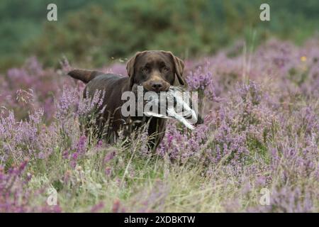 HUND. Schokoladen-labrador-Retriever läuft durch Stockfoto