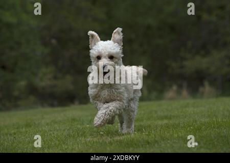 HUND. Cavapoo läuft in einem Garten Stockfoto