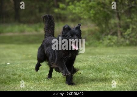 HUND. Pyrenäischer Schäferhund, der in einem Garten läuft Stockfoto