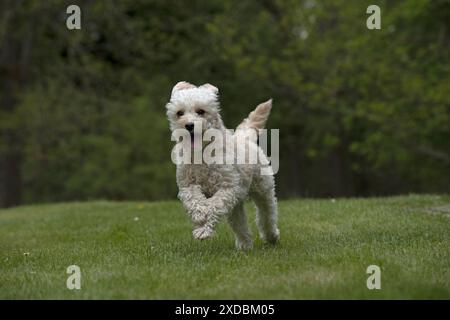 HUND. Cavapoo läuft in einem Garten Stockfoto