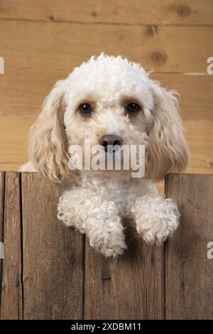 HUND. Cavapoo mit Pfoten über Holz Stockfoto