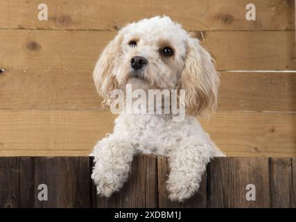 HUND. Cavapoo mit Pfoten über Holz Stockfoto