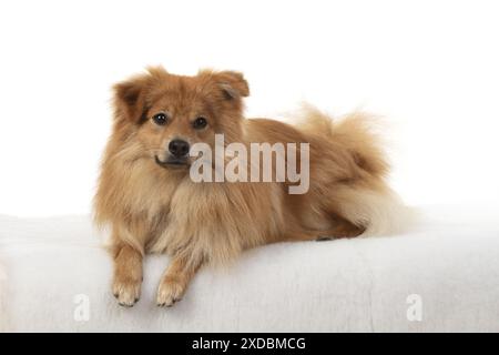 HUND. Pommern, Atelier legt sich Stockfoto