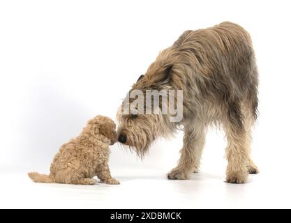 HUND. Cavapoo Welpe, 6 Wochen alt mit einer Picardie Stockfoto