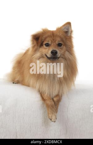 HUND. Pommern, Atelier, mit gekreuzten Pfoten Stockfoto