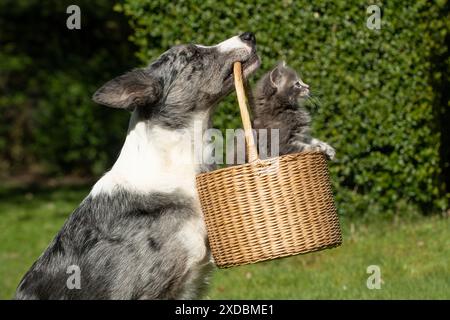 HUND. Border Collie Cross Dog hält einen Korb Stockfoto