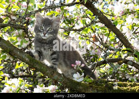KAT. Kätzchen Sie einen Apfelbaum mit Blüte Stockfoto
