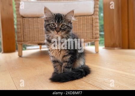 KAT. Braunes Tabby-Kätzchen (12 Wochen alt) sitzend Stockfoto