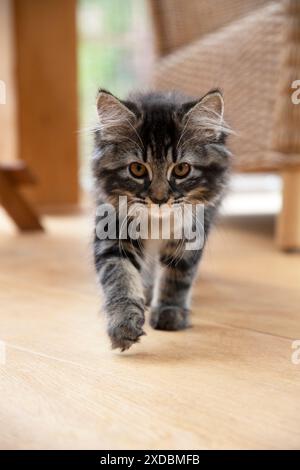 KAT. Braunes Tabby-Kätzchen ( 12 Wochen alt) beim Gehen Stockfoto