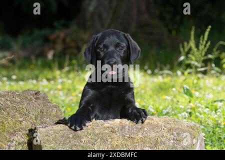 HUND. Schwarzer Labarador Welpe (10 Wochen alt) Pfoten Stockfoto