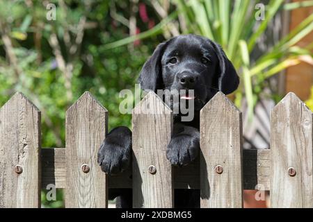 HUND. Schwarzer Labarador-Welpe (10 Wochen alt) Kopf Stockfoto