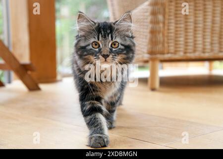 KAT. Braunes Tabby-Kätzchen ( 12 Wochen alt) beim Gehen Stockfoto