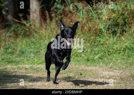 HUND. Black Labarador rennt auf die Kamera zu Stockfoto