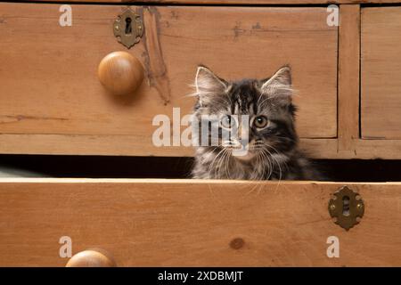 KAT. Braunes Tabby-Kätzchen (12 Wochen alt) sitzend Stockfoto