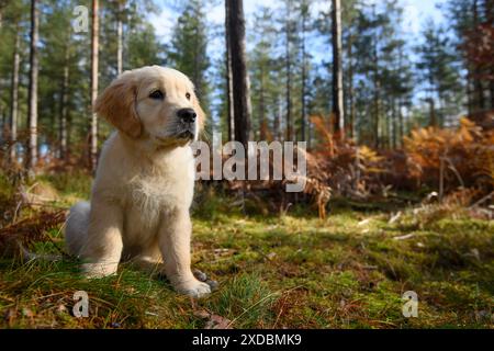 HUND. Golden Retriever Welpe (12 Wochen alt) sitzend Stockfoto