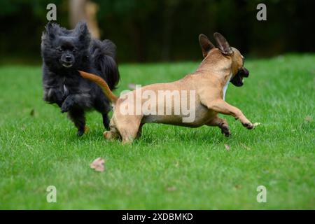 HUND, französischer Bulldog X Chihuahua, läuft in einem Garten Stockfoto