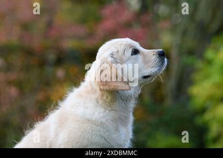 HUND. Golden Retriever Welpe (12 Wochen alt) sitzend Stockfoto