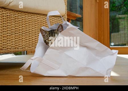 KAT. Tabby Kätzchen 17 Wochen alt, liegt in einem Papierträger Stockfoto