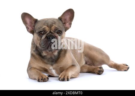 HUND. Französische Bulldogge, Liegeplatz, Studio Stockfoto