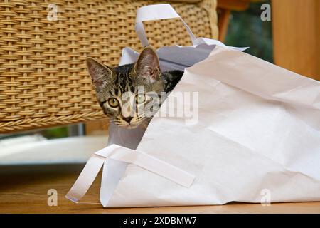 KAT. Tabby Kätzchen 17 Wochen alt, liegt in einem Papierträger Stockfoto