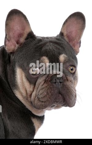 HUND. Französische Bulldogge, sitzendes Porträt, sieht aus... Stockfoto