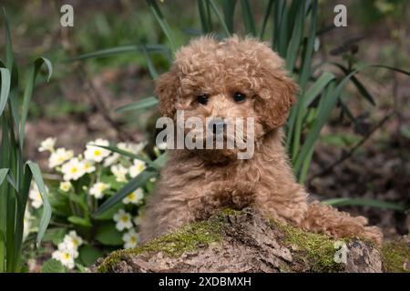 HUND, CAVAPOO, WELPE, 14 WOCHEN ALT, SÜSS, IN EINEM GARTEN,. Stockfoto