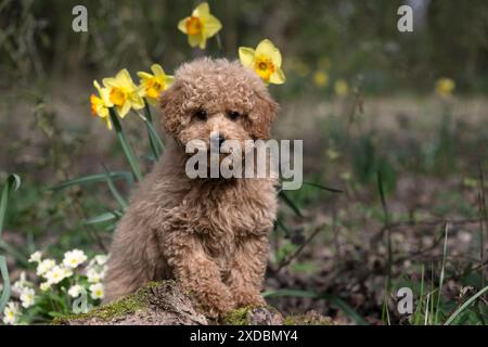 HUND, CAVAPOO, WELPE, 14 WOCHEN ALT, SÜSS, IN EINEM GARTEN,. Stockfoto