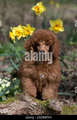 HUND, WELPE, PUDEL, 14 WOCHEN ALT, SÜSS, AUF EINEM MOOSIGEN STAMM, REIN. Stockfoto