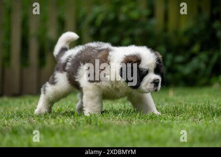 HUND. St. Bernard, 10 Wochen alter Welpe, der auf einem Rasen läuft. Stockfoto