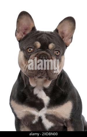 HUND. Französische Bulldogge, sitzendes Porträt, Studio Stockfoto