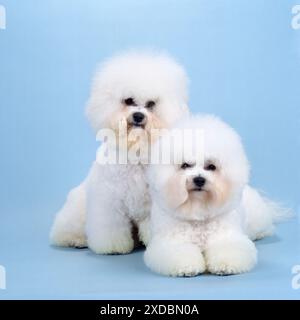 Bichon Frise HUND - x zwei Stockfoto