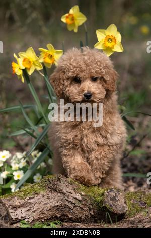 HUND, CAVAPOO, WELPE, 14 WOCHEN ALT, SÜSS, IN EINEM GARTEN,. Stockfoto