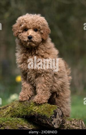 HUND, WELPE, CAVAPOO, 14 WOCHEN ALT, SÜSS, STEHEND,. Stockfoto