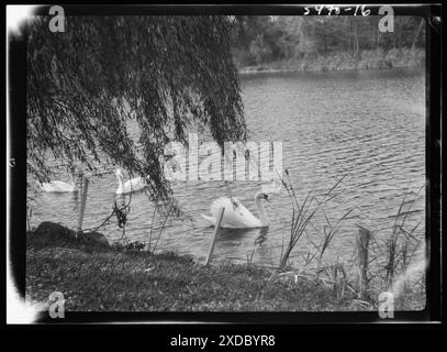 Taylor, Myron C., Mr., Residence and Grounds, Locust Valley, Long Island, New York. Genthe Fotosammlung. Stockfoto