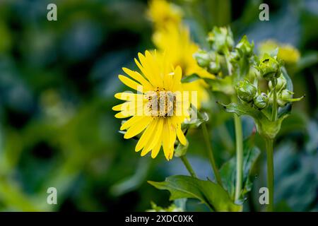 Rosinweed (Silphium integrifolium) gebräuchliche Bezeichnungen Ganzblättrige, Ganzblättrige Rosinweed, Prärie Rosinweed und Silflower. Sie ist im Osten beheimatet Stockfoto