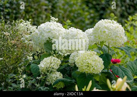 Glatte Hortensie (Hydrangea arborescens), die auch als Wildhortensie, Siebrinde oder in einigen Fällen Schafblüte bekannt ist, ist im Osten der Vereinigten Staaten beheimatet Stockfoto