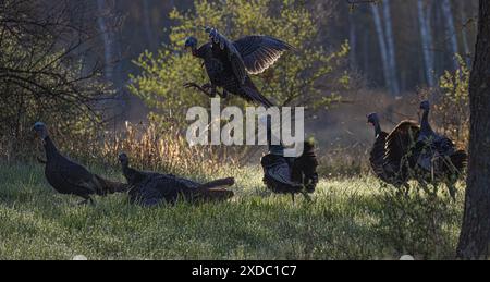 Zwei Banden wilder Truthühner kämpfen an einem Maimorgen im Norden von Wisconsin. Stockfoto